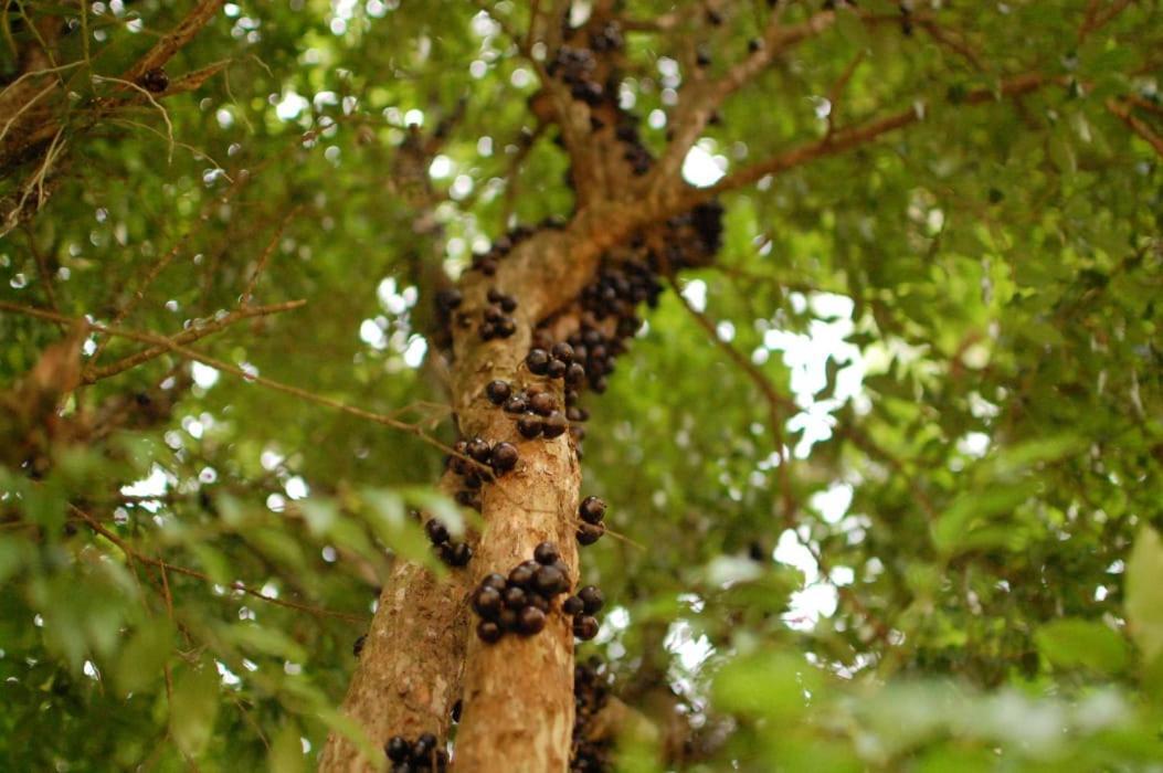 Chacara Das Lendas E Cancoes Passa-Quatro Buitenkant foto