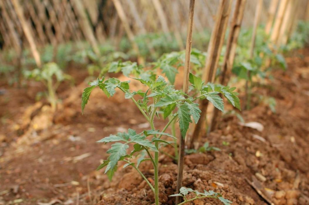 Chacara Das Lendas E Cancoes Passa-Quatro Buitenkant foto